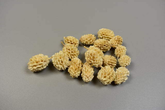 Image for Casuarina inalbit