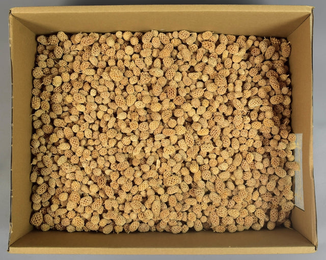 Image for Casuarina inalbit 1.6kg