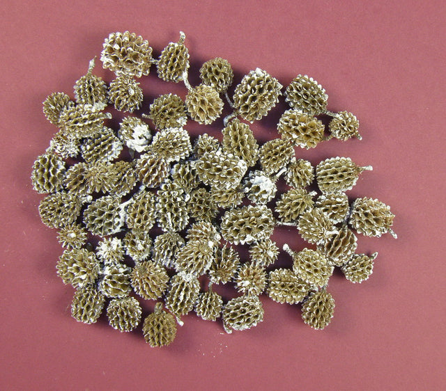 Image for Casuarina inzapezit