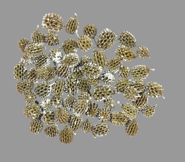 Image for Casuarina inzapezit