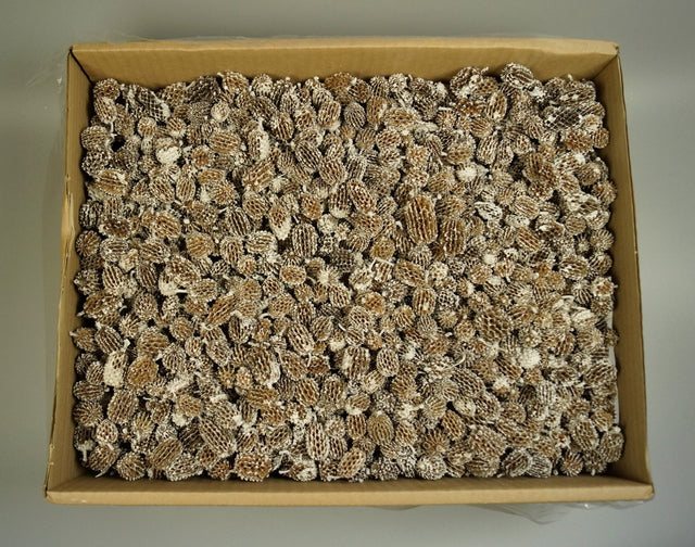 Image for Casuarina inzapezita 3.5kg