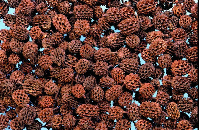 Image for Casuarina natur