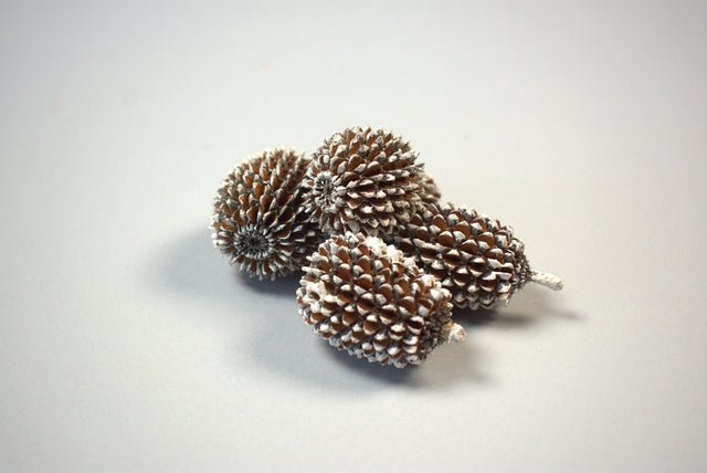 Image for Casuarina xxl inzapezit