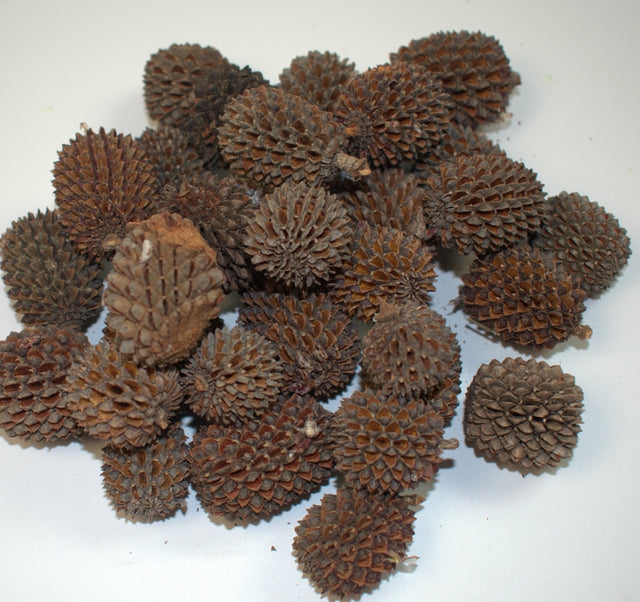 Image for Casuarina xxl natur