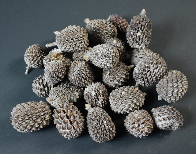 Image for Casuarina xxl cu chiciura