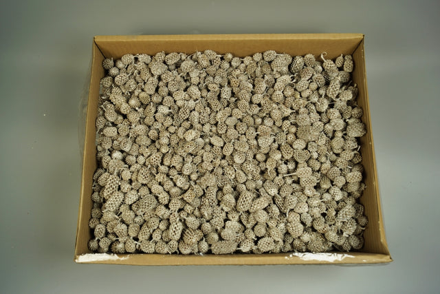 Image for Casuarina cu chiciura 3.2kg