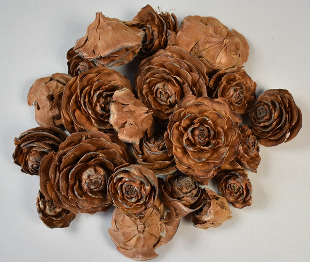 Image for Cap trandafiri cedru 3-5cm natur