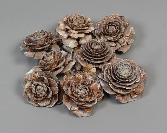 Image for Cap trandafiri cedru 3-5cm cu chiciura