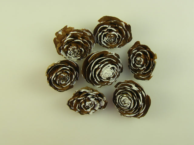 Image for Cap trandafiri cedru 5-7cm inzapezit