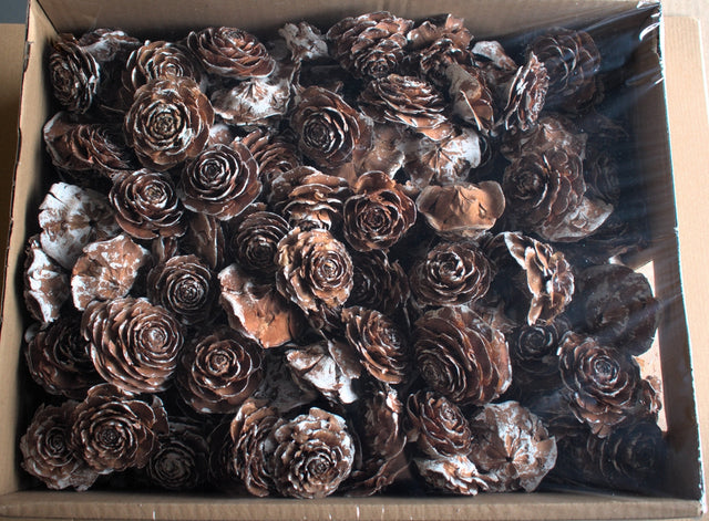 Image for Cap trandafiri cedru 5-7cm inzapezit