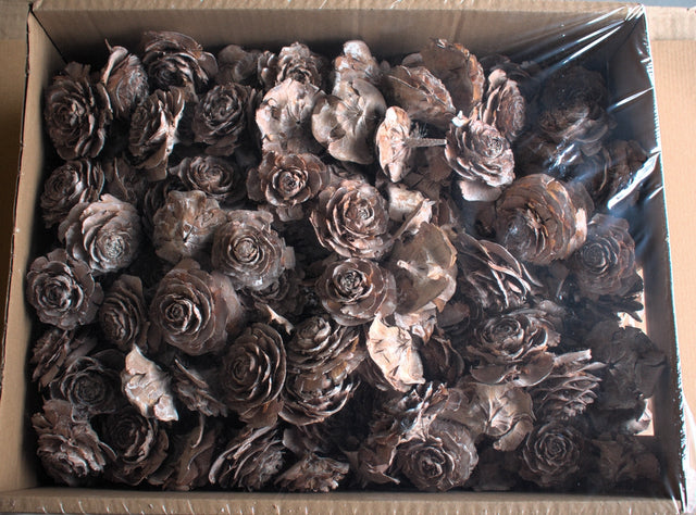 Image for Cap trandafiri cedru 5-7cm cu chiciura