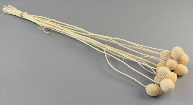 Image for Craspedia 40-50cm inalbit