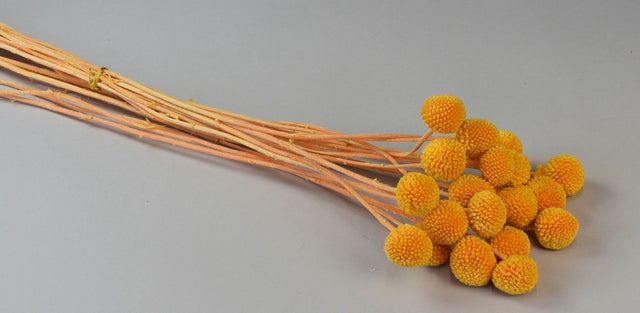 Image for Craspedia inalbit piersica