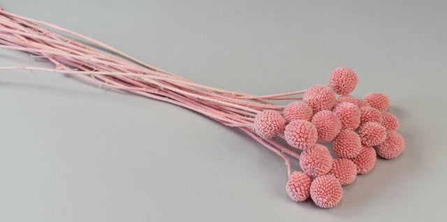 Image for Craspedia inalbit roz deschis