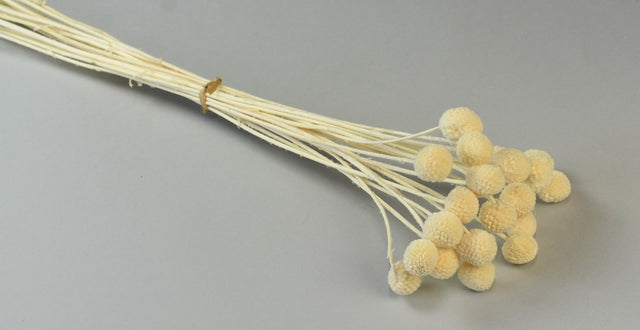 Image for Craspedia inalbit