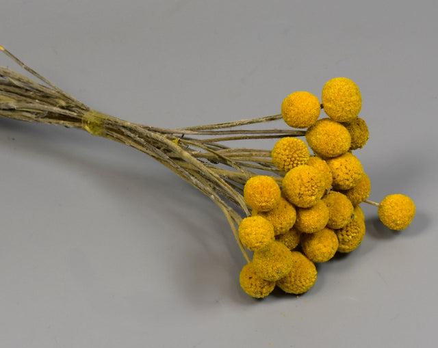 Image for Craspedia cal.II natur