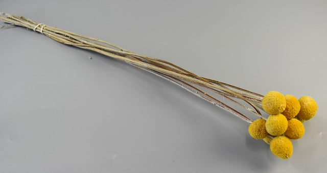 Image for Craspedia natur