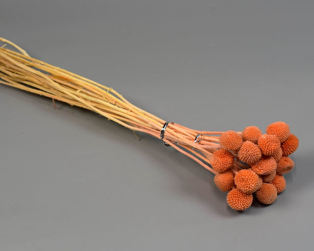 Image for Craspedia prep. inalbit portocaliu