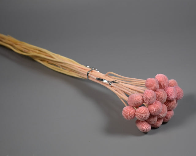 Image for Craspedia prep. inalbit roz