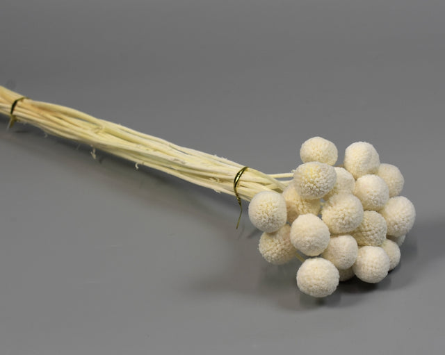 Image for Craspedia prep. inalbit