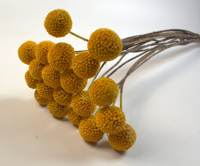 Image for Craspedia galben