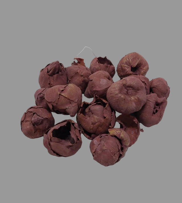 Cocos mini vopsit bordeaux
