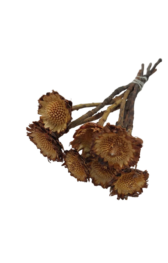 Protea margareta mini natur inchis