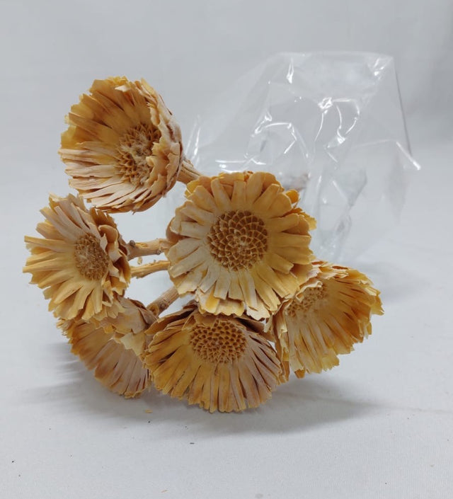 Protea margarete compacta crem