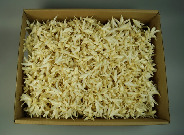 Image for Stelute lily inalbit 0.45kg