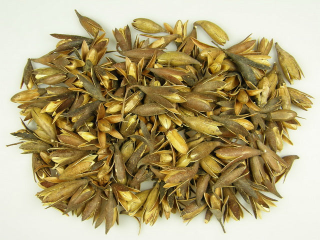 Image for Stelute Lily natur