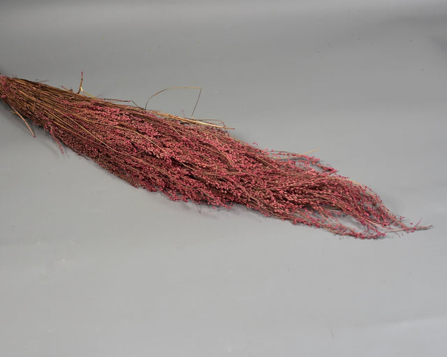 Image for Star grass inalbit roz