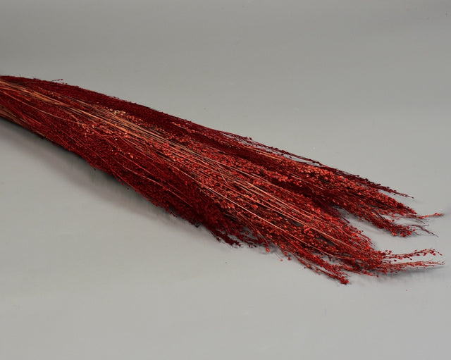 Image for Star grass rosu