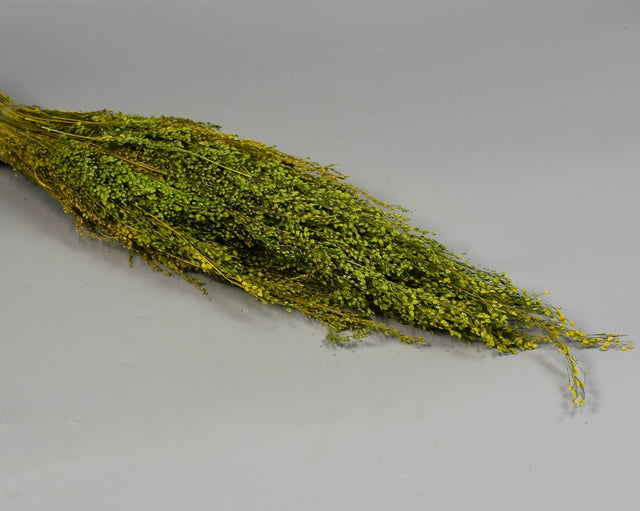 Image for Star Grass verde deschis