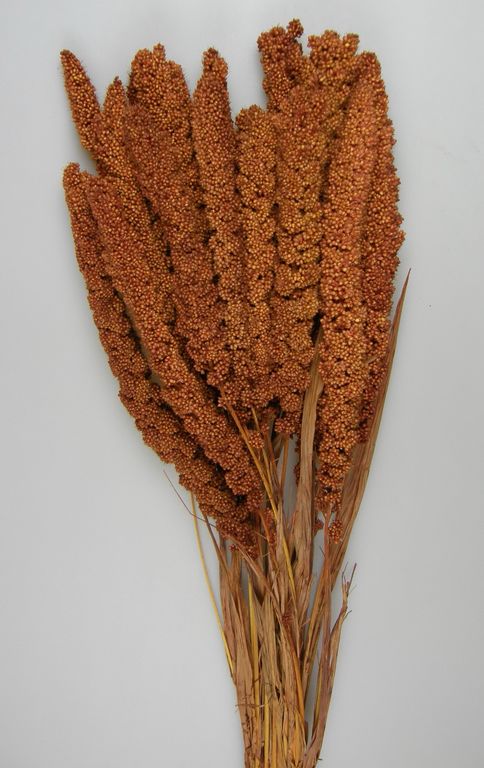 Image for Ciumiz 100g maro