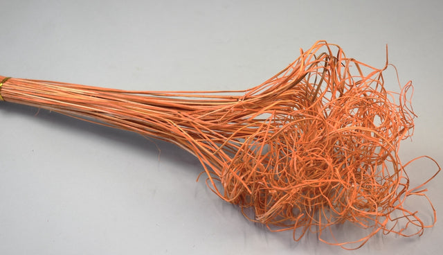 Image for Curly Ting Ting inalbit piersica