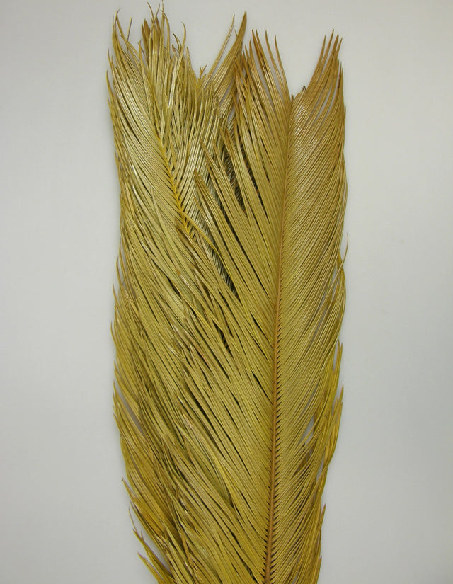 Image for Palma Cycas natur