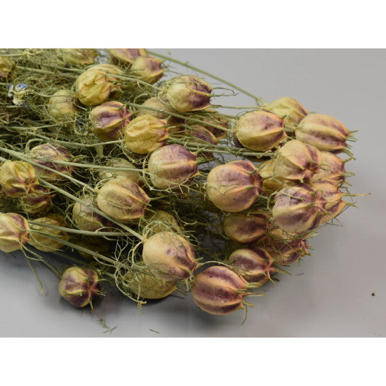 Nigella damascena 100gr natur
