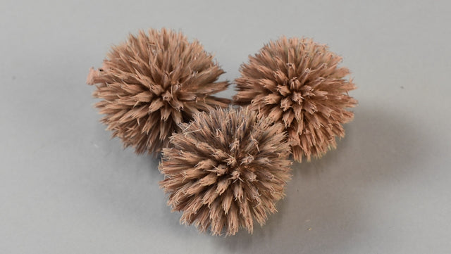 Image for Cap Echynops vopsit piersica