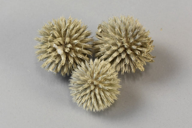 Image for Cap Echynops vopsit alb