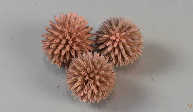 Image for Cap Echynops vopsit somon