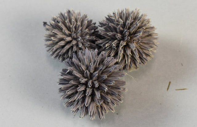 Image for Cap Echynops vopsit mov