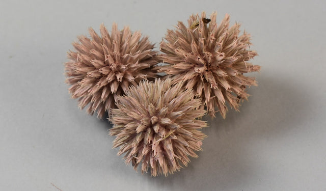 Image for Cap Echynops vopsit roz