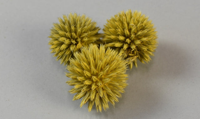 Image for Cap echynops vopsit galben