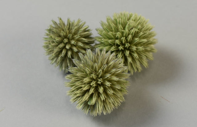 Image for Cap Echynops vopsit verde deschis