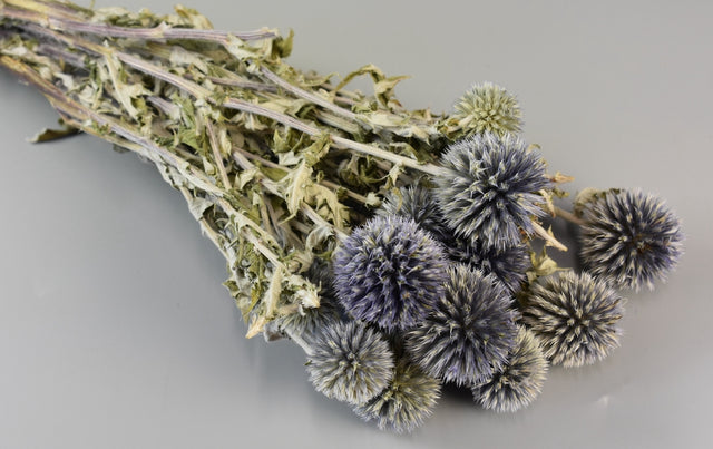 Image for Echynops lung natur