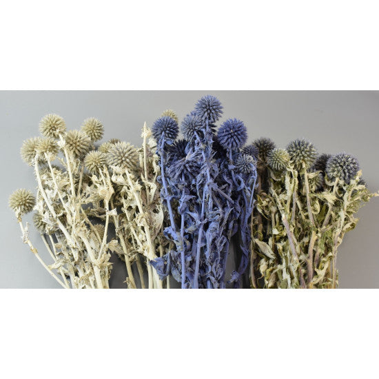 Echynops lung natur
