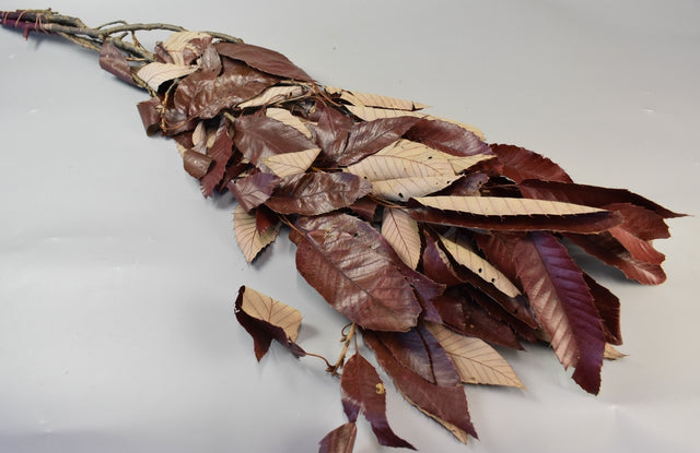 Image for Ramura de castane prep.rosu