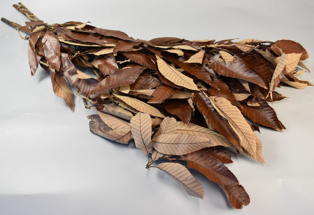 Image for Ramura de castane prep. maroniu