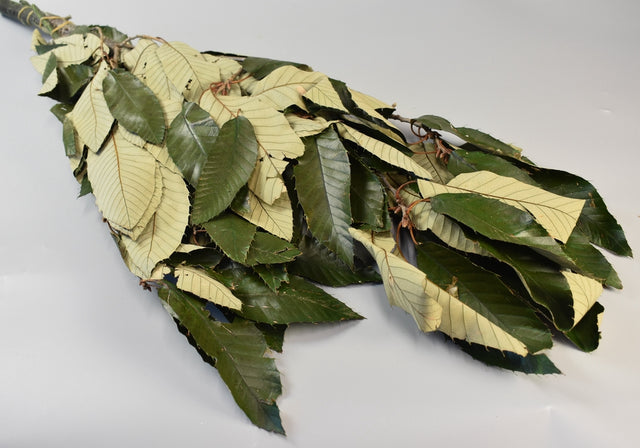 Image for Ramura de castane prep. verde deschis