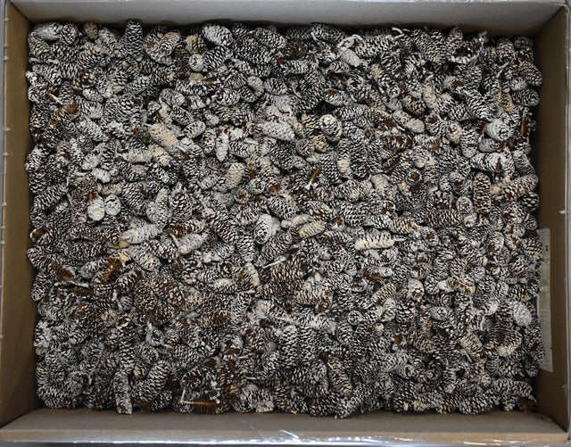 Image for Fructe arini inzapezite 1.7kg